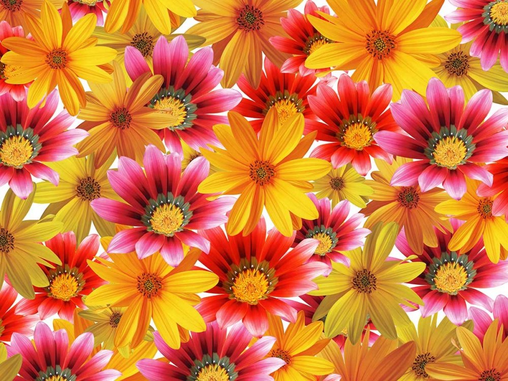 fotobehang kleurrijke bloemen 2027544.jpg