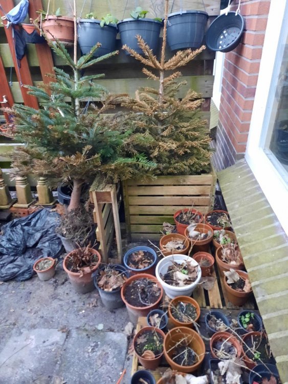 Kerstbomen-potten.jpg