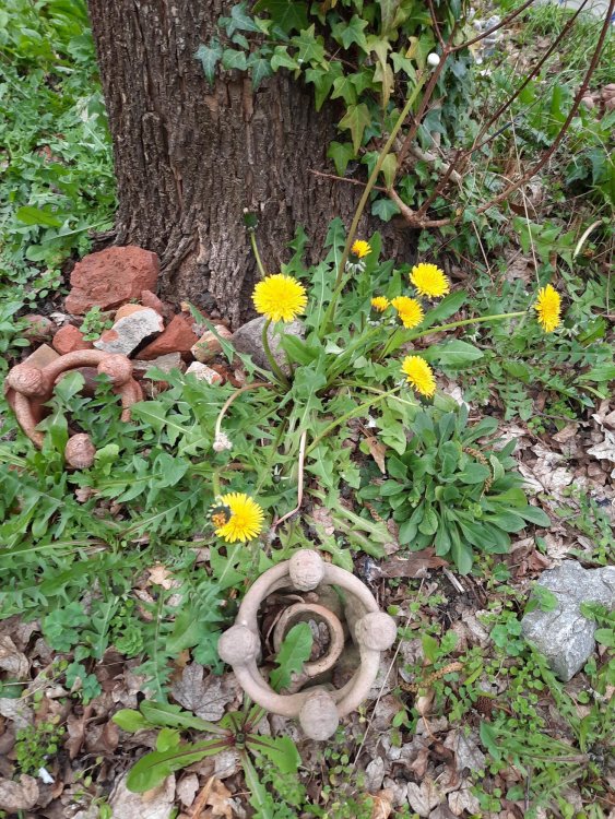 Paardenbloemen.jpg