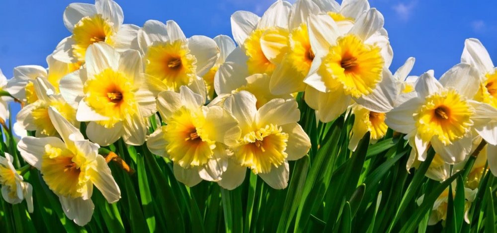 Narcissen-lente-Nederland-1280x600.jpeg